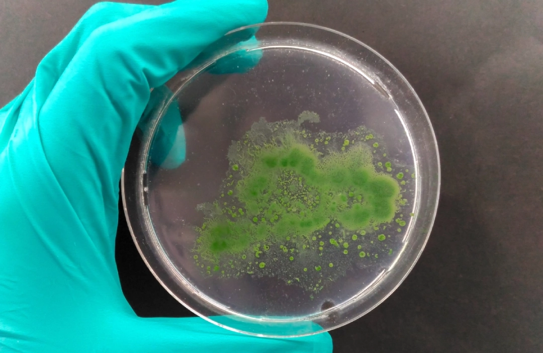 Tao doc trong nuoc Nguyen nhan dau hieu cach xu ly 1