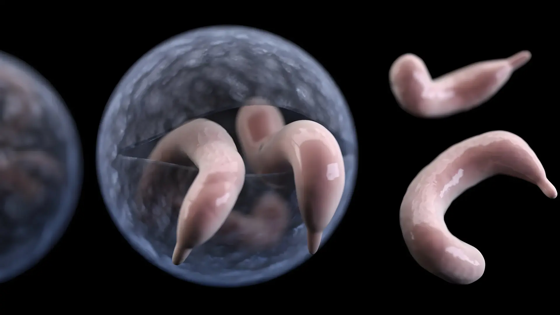 Cryptosporidium trong nước - Mối nguy hiểm “vô hình” từ nguồn nước ô nhiễm Cryptosporidium là một ký sinh trùng đơn bào gây bệnh đường ruột