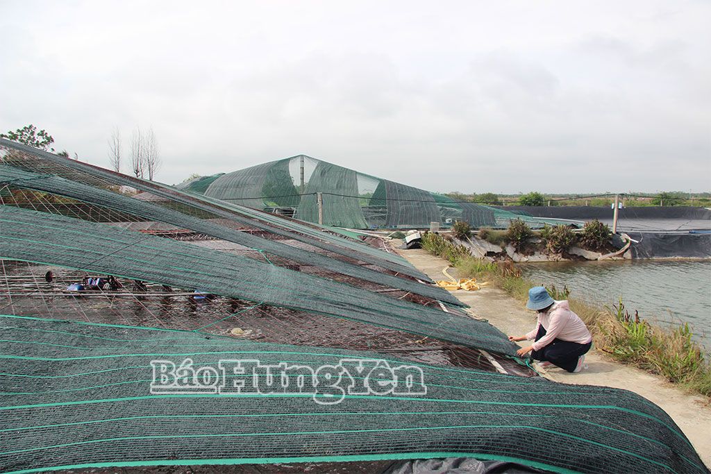 tglthn 2624 1 Bảo vệ diện tích nuôi thủy sản mùa nắng nóng - dcs.vn Thế Giới Lọc Tổng